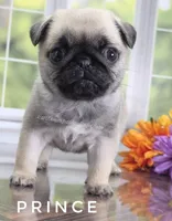 Prince - Looking for a Tiny Boy? - Ch Sired, a male Pug for sale in Whitwell, TN – 6 of 7