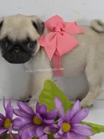 Pink Bow - Tiny Female - See Video, a male Pug for sale in Whitwell, TN – 5 of 6
