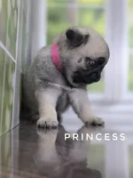 Princess - Ch Sired!, a female Pug for sale in Whitwell, TN – 5 of 9
