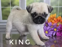King - Small 2.25 pounds - Silver Fawn, a male Pug for sale in Whitwell, TN – 5 of 8