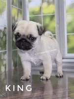 King - Small 2.25 pounds - Silver Fawn, a male Pug for sale in Whitwell, TN – 6 of 8