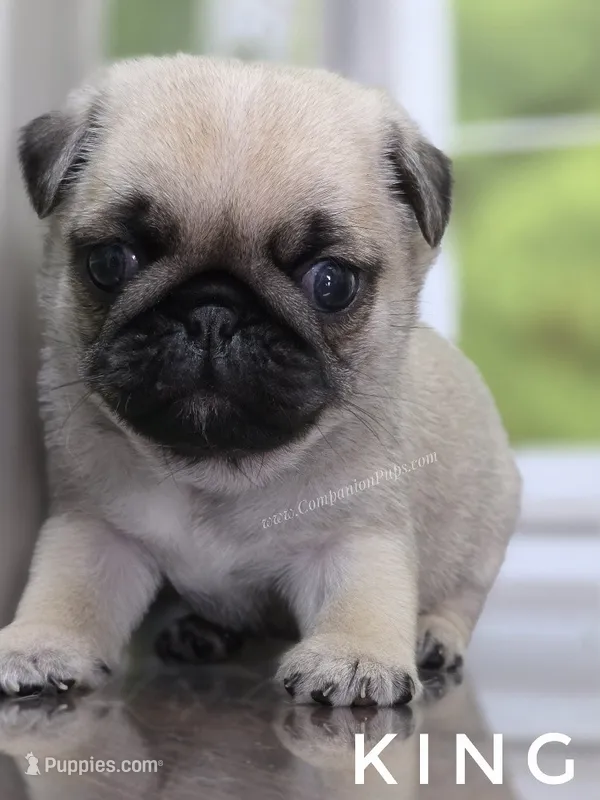 King - Small - Silver Fawn – Pug puppy for sale in Whitwell, TN