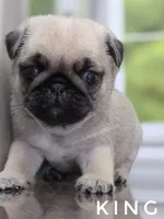 King - Small - Silver Fawn, a male Pug for sale in Whitwell, TN – 6 of 8