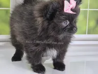 Spring Sale! Starlight C video!, a female Pomeranian for sale in Whitwell, TN – Photo 4 of 9