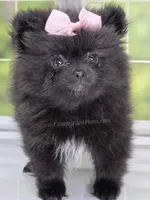 Spring Sale! Starlight C video!, a female Pomeranian for sale in Whitwell, TN – Photo 7 of 9