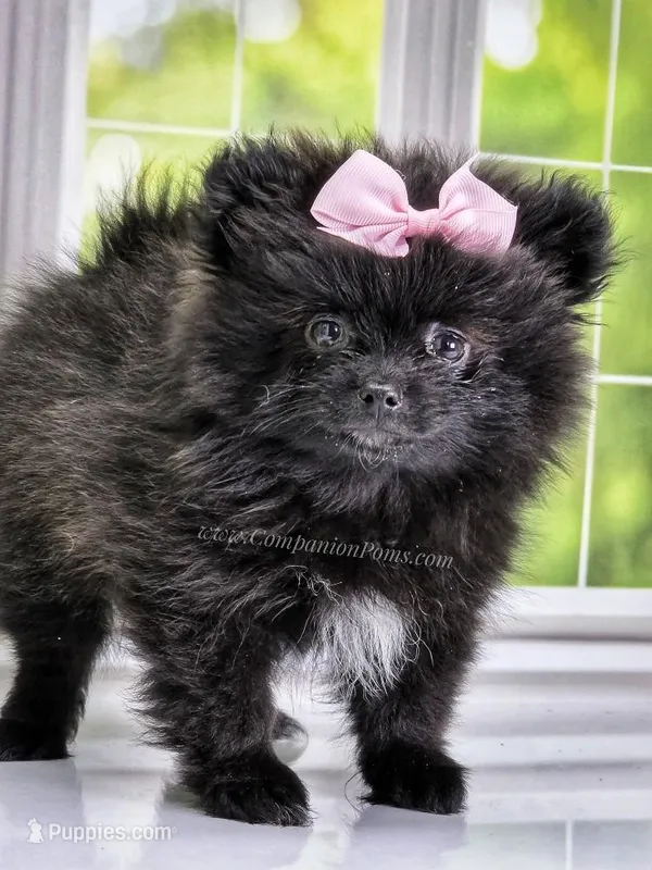 Spring Sale! Starlight C video! – Pomeranian puppy for sale in Whitwell, TN