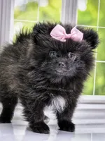 Spring Sale! Starlight C video!, a female Pomeranian for sale in Whitwell, TN – Photo 2 of 9