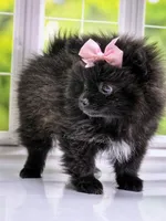 Spring Sale! Starlight C video!, a female Pomeranian for sale in Whitwell, TN – Photo 3 of 9
