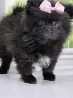 Spring Sale! Starlight C video!, a female Pomeranian for sale in Whitwell, TN – Photo 8 of 9