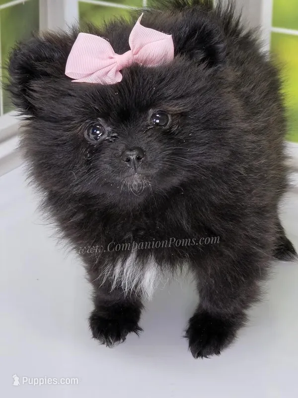 Spring Sale! Starlight C video! – Pomeranian puppy for sale in Whitwell, TN