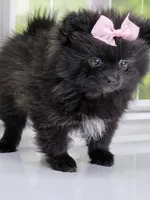 Spring Sale! Starlight C video!, a female Pomeranian for sale in Whitwell, TN – Photo 9 of 9