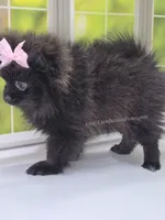 Spring Sale! Starlight C video!, a female Pomeranian for sale in Whitwell, TN – Photo 5 of 9