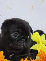 Tiny Dream Pug Puppy - Yara, a female Pug for sale in Whitwell, TN – 6 of 10