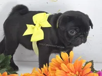 Tiny Dream Pug Puppy - Yara, a female Pug for sale in Whitwell, TN – 9 of 10