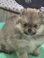 Cream Sable w/Irish Markings Girl, a female Pomeranian for sale in Whitwell, TN – 6 of 7