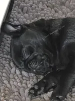 Purple Girl-  C video, a female Pug for sale in Whitwell, TN – 6 of 9