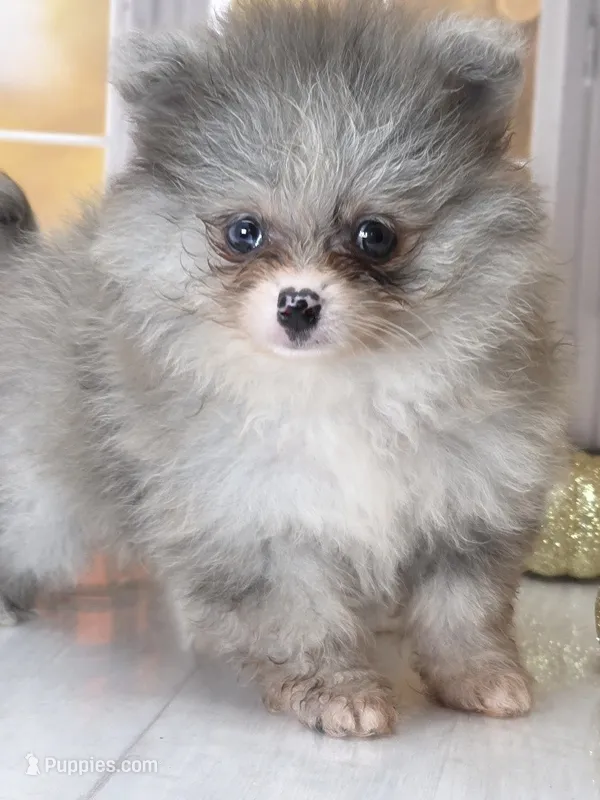 Blueberry - Dark Silver Grey - Blue Merle - One Blue Eye – Pomeranian puppy for sale in Whitwell, TN