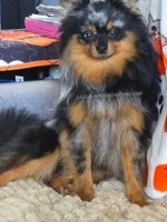 Bold Coloring - Timber - Black Merle Copper Points!, a male Pomeranian for sale in Whitwell, TN – 3 of 9
