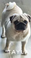 Tayla - Silver Fawn Adult Pug - CH Lines, a female Pug for sale in Whitwell, TN – 3 of 7