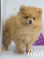 Blue Eye Beauty - Champion Sired!, a female Pomeranian for sale in Whitwell, TN – 7 of 9