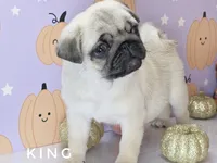 King - Tiny Male Ready Now!  - Silver Fawn, a male Pug for sale in Whitwell, TN – 3 of 8