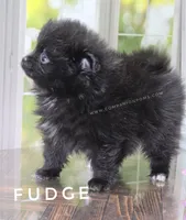 C Video -  Always has Happy Tail - Fudge, a male Pomeranian for sale in Whitwell, TN – 6 of 10
