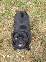 Magenta - Older Puppy Skip Young Stage!, a female Pug for sale in Whitwell, TN – 5 of 6