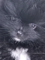 See Video - Little Black Boy, a male Pomeranian for sale in Whitwell, TN – 3 of 9