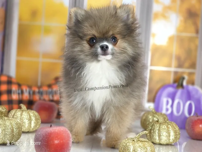 💙 Snickers – Rare Dilute Blue Sable Pomeranian Boy 💙🐾 – Pomeranian puppy for sale in Whitwell, TN