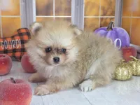 Apricot -Orange Merle Girl - Ready Oct 12th!, a female Pomeranian for sale in Whitwell, TN – 9 of 10