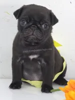 Yellow Bow - Female - See Video, a male Pug for sale in Whitwell, TN – 6 of 7