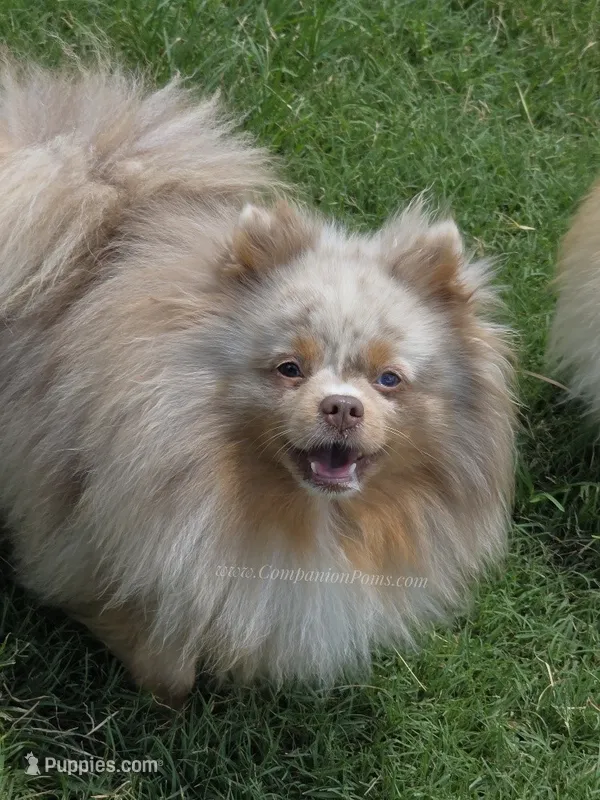 Toast - Lavender Merle – Pomeranian puppy for sale in Whitwell, TN