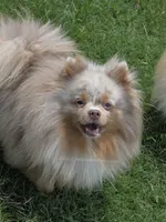 Toast - Lavender Merle, a male Pomeranian for sale in Whitwell, TN – 4 of 9