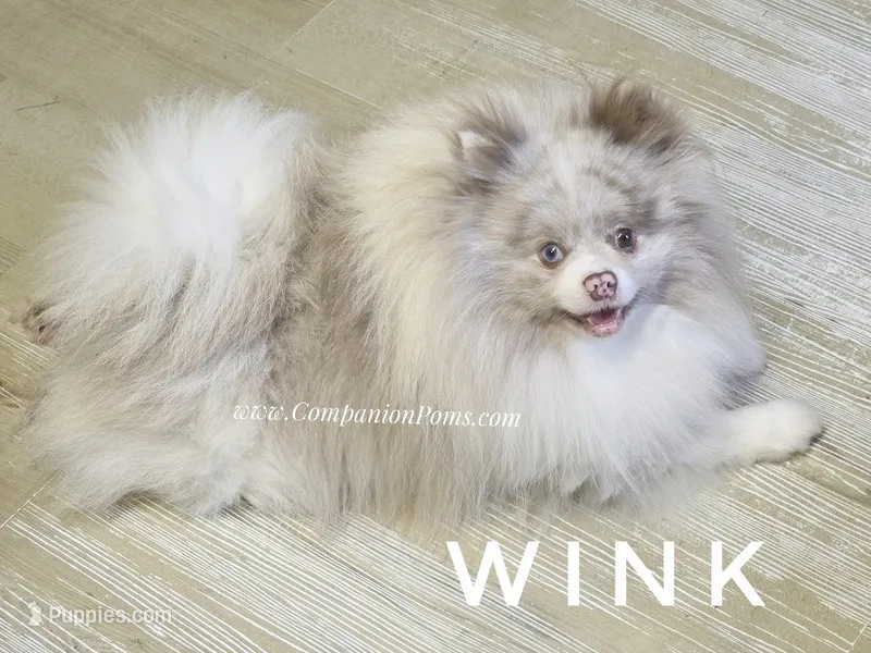 💜 Wink – Gorgeous Coloring, Even Sweeter Personality! – Pomeranian puppy for sale in Whitwell, TN