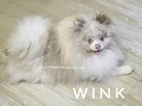 Hard to Find Lavender Merle Parti - Wink, a male Pomeranian for sale in Whitwell, TN – 2 of 8