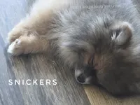 💙 Snickers –Expected to be 3.5-4lbs -Rare Blue Sable Pomeranian Boy 💙🐾, a male Pomeranian for sale in Whitwell, TN – 3 of 10