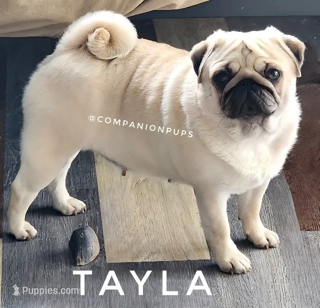 Tayla - Silver Fawn Adult Pug - CH Lines – Pug puppy for sale in Whitwell, TN