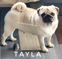 Tayla - Silver Fawn Adult Pug - CH Lines, a female Pug for sale in Whitwell, TN – 2 of 7