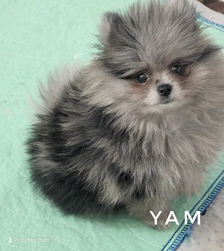 Yam - Blue Merle Silver Grey Face – Pomeranian puppy for sale in Whitwell, TN