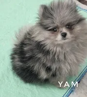 Yam - Fluff ball!  So Sweet - See Video, a female Pomeranian for sale in Whitwell, TN – 1 of 8