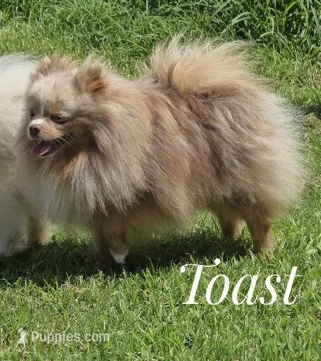 Toast - Lavender Merle – Pomeranian puppy for sale in Whitwell, TN