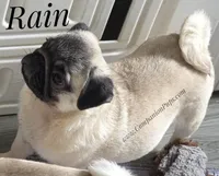 Rain Silver Fawn - loves water, a male Pug for sale in Whitwell, TN – Photo 7 of 10