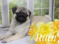 Rain Silver Fawn - loves water, a male Pug for sale in Whitwell, TN – Photo 5 of 10