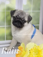 Rain Silver Fawn - loves water, a male Pug for sale in Whitwell, TN – Photo 6 of 10