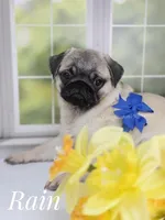 Rain Silver Fawn - loves water, a male Pug for sale in Whitwell, TN – Photo 4 of 10