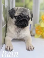 Rain Silver Fawn - loves water, a male Pug for sale in Whitwell, TN – Photo 9 of 10