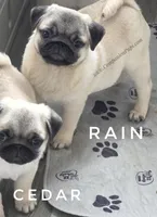 Rain Silver Fawn - loves water, a male Pug for sale in Whitwell, TN – Photo 4 of 10