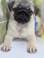 Rain Silver Fawn - loves water, a male Pug for sale in Whitwell, TN – Photo 7 of 10