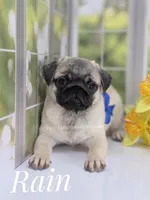 Rain Silver Fawn - loves water, a male Pug for sale in Whitwell, TN – Photo 2 of 10