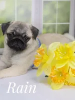 Rain Silver Fawn - loves water, a male Pug for sale in Whitwell, TN – Photo 3 of 10